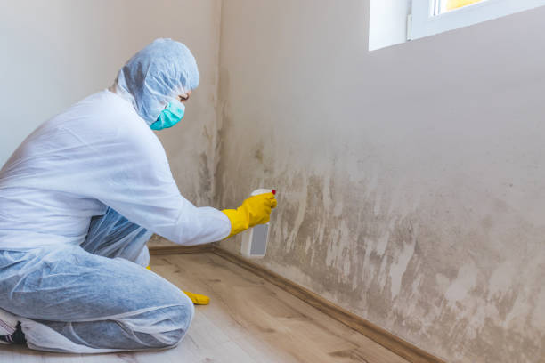 Licensed Basement Mold Remediation service in Wilmington, IL - WQB Mold Removal