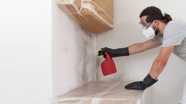 Professional Basement Mold Remediation technician working in Wilmington, IL