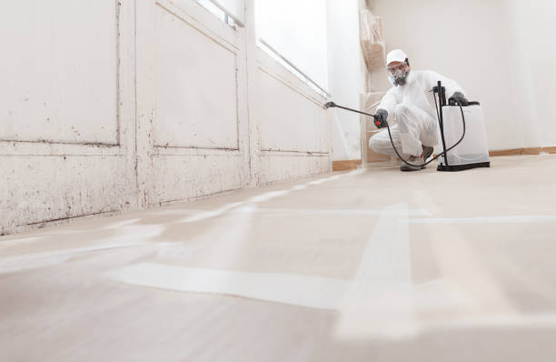 24/7 Emergency Basement Mold Remediation experts in Wilmington, IL