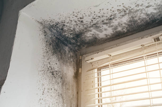 Affordable Basement Mold Remediation solutions in Wilmington, IL
