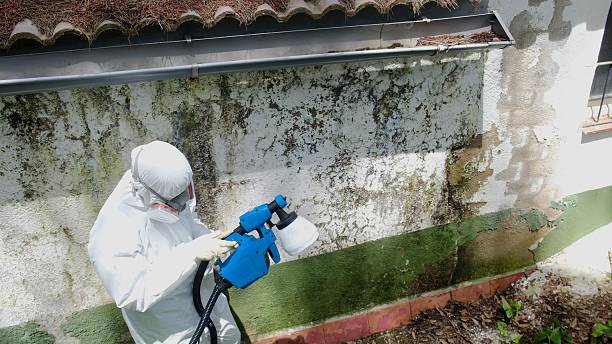 Top rated local Basement Mold Remediation specialists in Wilmington, IL